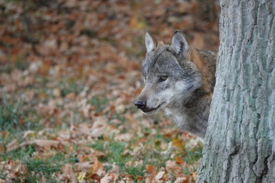 Close-up of a wolf behind a tree