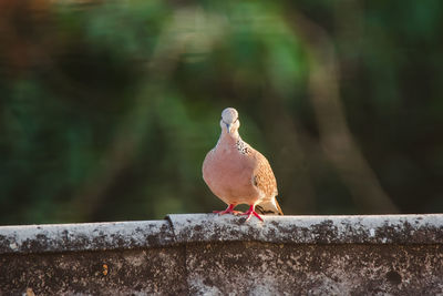 Close-up of bird perching on retaining wall