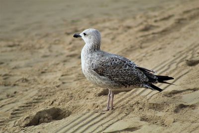 Beach Bird in