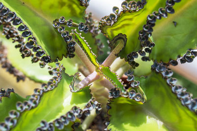 Full frame shot of plants