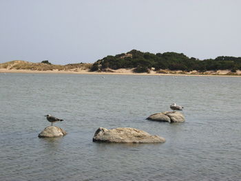 Ducks on rock in sea against clear sky