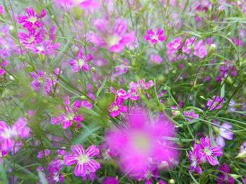 Close-up of pink flowers