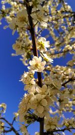 Close-up of flowers on tree