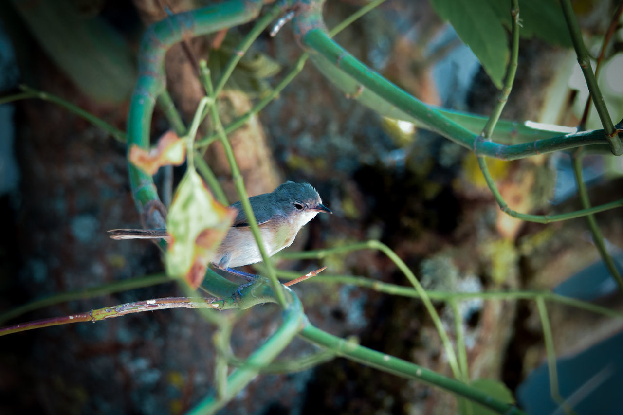 CLOSE-UP OF A BIRD ON PLANT