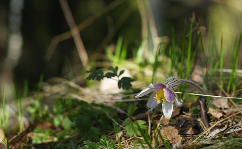 Close-up of purple flowers growing outdoors