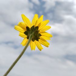 Close-up of yellow flower against sky