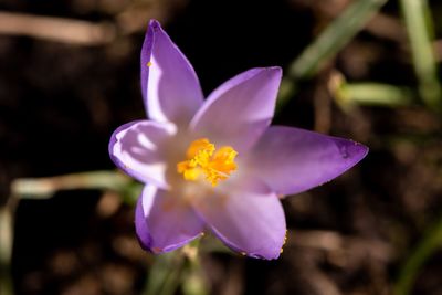 Close-up of purple crocus flower