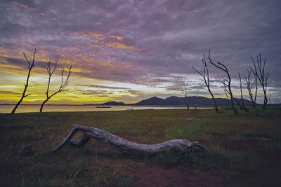 Bare tree on field against sky during sunset