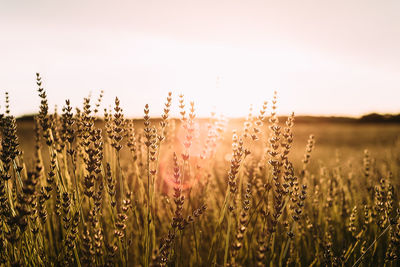 Lavender fields. summer sunset landscape in brihuega, guadalajara