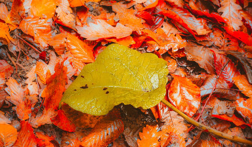 Full frame shot of autumnal leaves