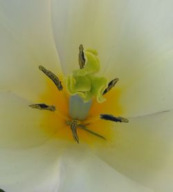 Close-up of yellow flowering plant