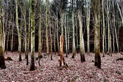 Full frame shot of trees