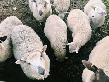 Close-up of sheep