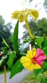 Close-up of yellow flowers blooming in garden