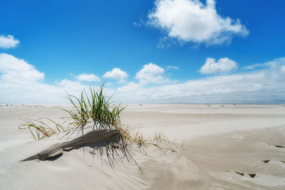 Dune landscape on a windy summer day