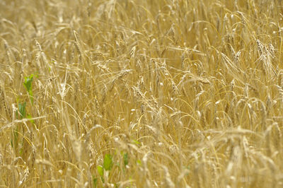 Wheat field in agriculture, growing cereal crops for food production