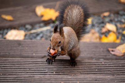 Close-up of squirrel on wood