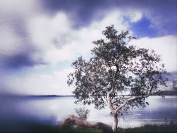 Tree by sea against sky