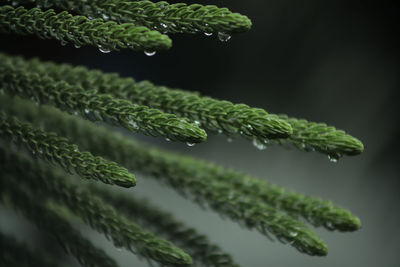 Close-up of fern leaves