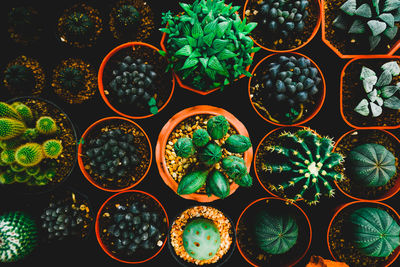 Full frame shot of succulent plants