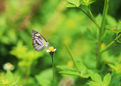 Close-up of butterfly pollinating on flower