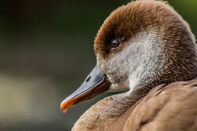 Close-up of a bird looking away