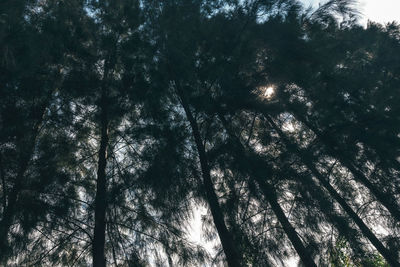 Low angle view of trees in forest