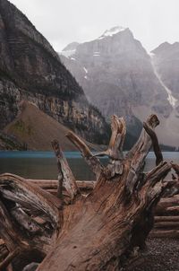 Driftwood on landscape with mountain range in the background