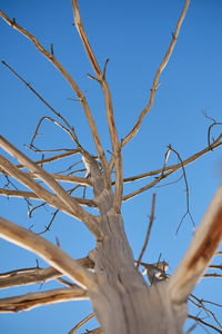 Low angle view of bare tree against clear blue sky