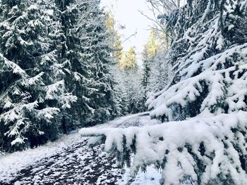 Snow covered pine trees in forest during winter