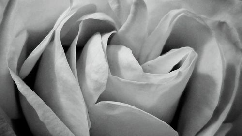 Close-up of rose