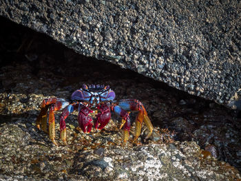 Close-up of crab on beach