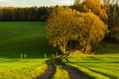 Scenic view of trees on field