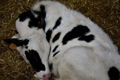 High angle view of dog sleeping on grass