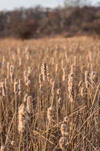 Close-up of plants on field