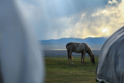 Horse grazing in a field