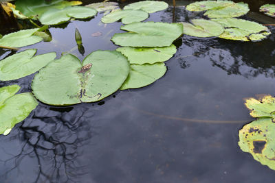 High angle view of lily pads in lake