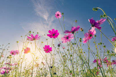 Natural view cosmos filed and sunset on garden background