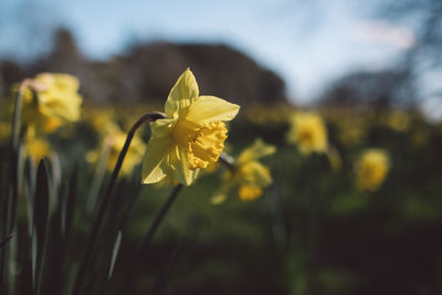 Close-up of yellow flowering plant on field
