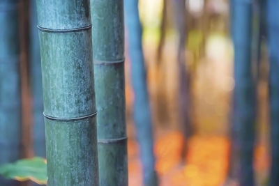 Close-up of bamboo 