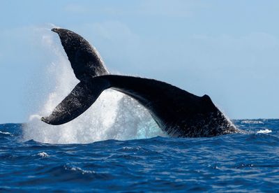 Whale swimming in sea against sky