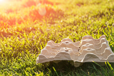 Close-up of flower petals on field