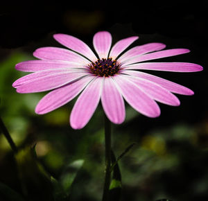 Close-up of pink flower