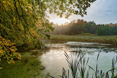 Scenic view of lake in forest against sky