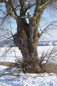 Trees on snow covered tree during winter