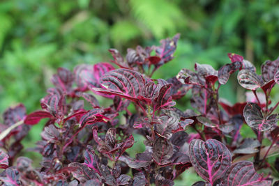 Close-up of purple flowering plant leaves