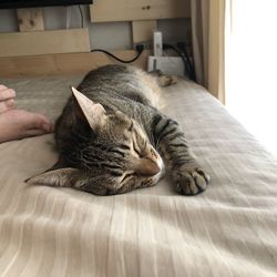 Cat sleeping on bed