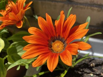 Close-up of orange flower