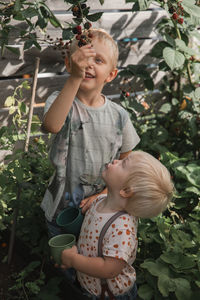 Boys picking blackberries