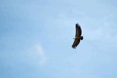 Low angle view of eagle flying in sky